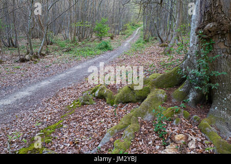 Weg durch Tudeley Woods RSPB Reserve in der Nähe von Pembury im zeitigen Frühjahr Stockfoto