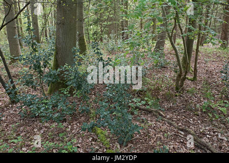 Holly erneut generieren im Wald nach Hirsch Keulen North Norfolk Stockfoto