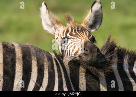 Juvenile Zebra (Equus quagga) ruhender Kopf auf Mütter zurück, Nairobi National Park, Kenia Stockfoto