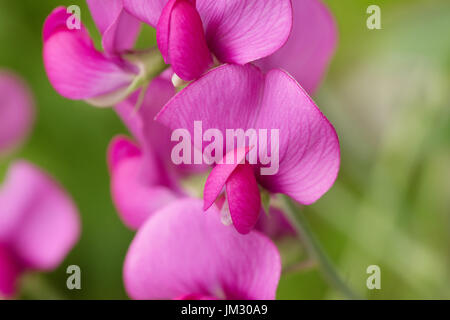 Sweet Pea Sommer blühen Stockfoto