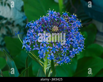 Scilla Peruviana in Blüte Stockfoto