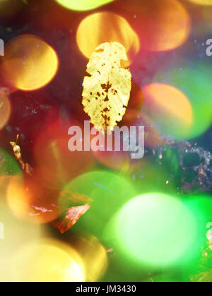 Film-Korn-Effekt. Gefallenen Buche Blätter und Steinen im Wasser des Gebirgsflusses. Farben des Herbstes. Symbol der Herbstsaison.  Orange verfaulte Blätter Stockfoto