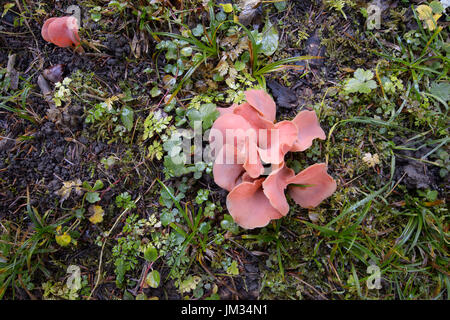 Aprikosen Gelee (Tremiscus Helvelloides), Fruchtbildung Körper auf moosigen Boden, Haute Savoie, Frankreich. Stockfoto