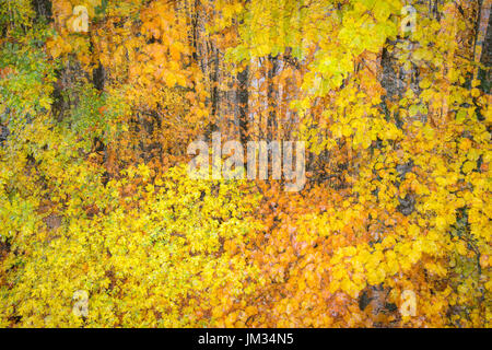 Herbstliches Laub am Baum, Herbstlaub, Farben fallen, doppelte Belichtung, Alpen, Haute Savoie Frankreich. Stockfoto