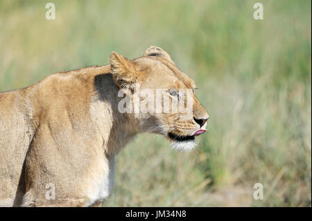 Löwin (Panthera Leo) in der Savanne, Serengeti Nationalpark, Tansania Stockfoto