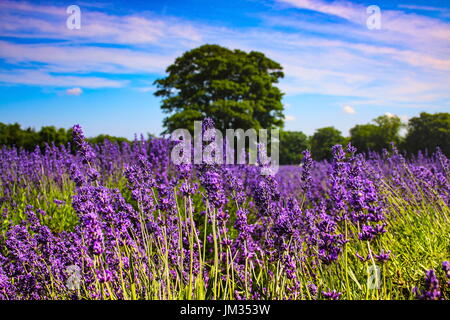Lavendel in der Brise weht Stockfoto