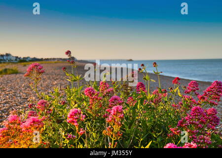 Rosa Strand Blumen auf Walmer Strand Stockfoto