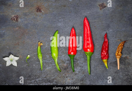 Ein Chili-Blumen und Früchte in verschiedenen Stadien der Entwicklung von Grün über reif rot, verwelkte braun auf einen blauen Schiefer Dachziegel. Stockfoto