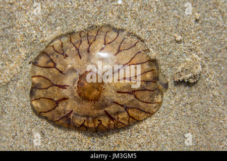 Kompassquallen auf sand Stockfoto