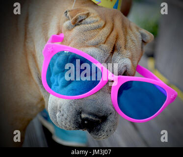 Hund-Porträt mit rosa Sonnenbrille Stockfoto