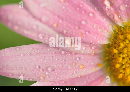 Makro verwischen Textur rosa farbiger Daisy Blume Oberfläche mit Wassertropfen im horizontalen Rahmen Stockfoto