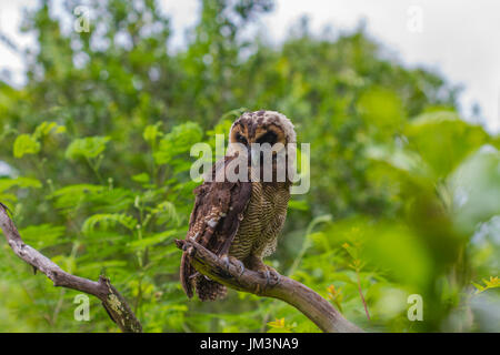 Asiatische braun Holz Eule auf Baum im Wald Stockfoto