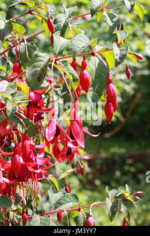 Fuchsia Busch Stockfoto