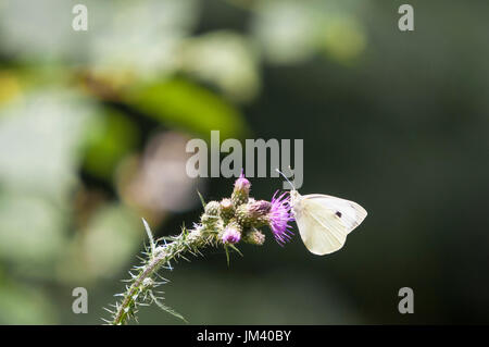 Ein großes weißes Schmetterling, Pieris Brassicae, Fütterung auf eine Distel Blume Stockfoto