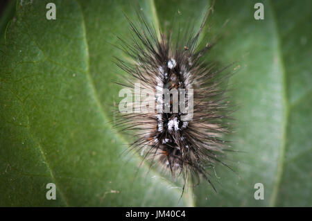 Die Raupe von der gelben Tail Tussock Moth, Euproctis Similis, endgültige Instar genommen in Suffolk, England Stockfoto