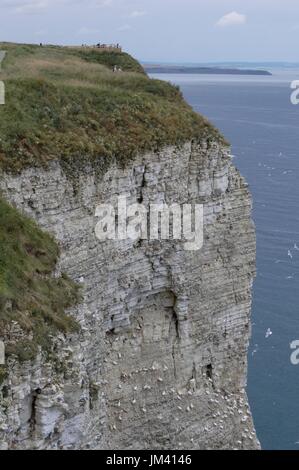 Bempton Klippen Stockfoto