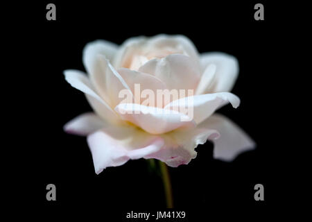 Studie von Rose Crocus Rose Stockfoto