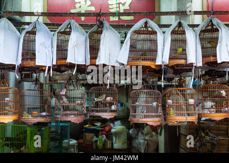 HONG KONG - 17. Juli 2014: Der Yuen Po Street Bird Garden. Vögel in den Käfigen. Stockfoto