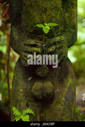 Farn Baum Deluxe Figur in den Dschungel, Insel Ambrym, Olal, Vanuatu Stockfoto