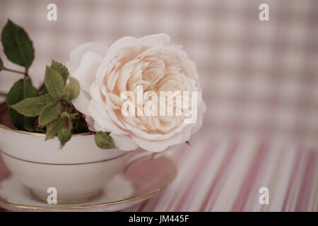 Studie von Rose Crocus Rose Nahaufnahme Stockfoto