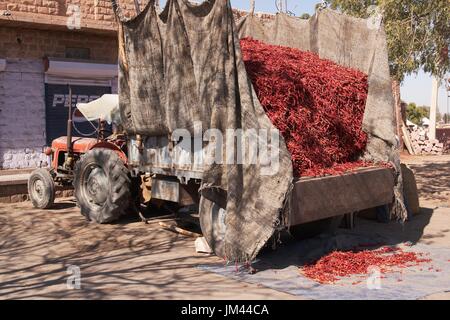 Traktor mit Anhänger voll von vor kurzem geernteten Chili auf einem Markt in der Wüste von Rajasthan Indien Stockfoto