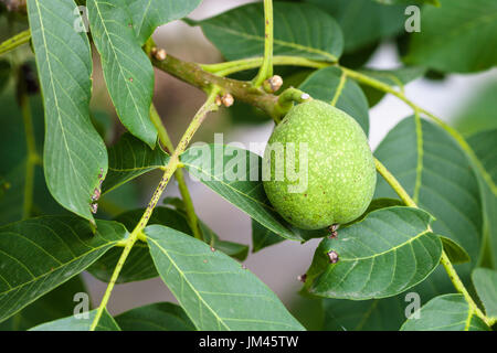 grüne Walnuss Frucht am Baum in der Sommersaison in der Krasnodar Region Russlands Stockfoto