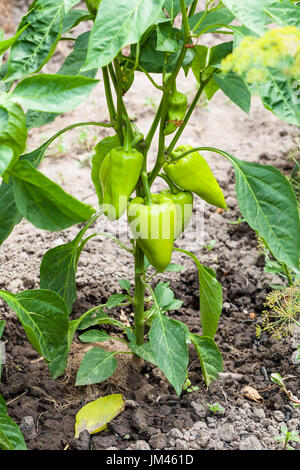 Reife Schoten Paprika auf Busch im Garten im Sommer in der Region Krasnodar, Russland Stockfoto