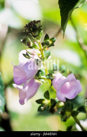 Rosa Blumen Stockfoto