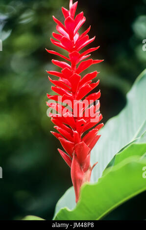 Rote Blume Stockfoto