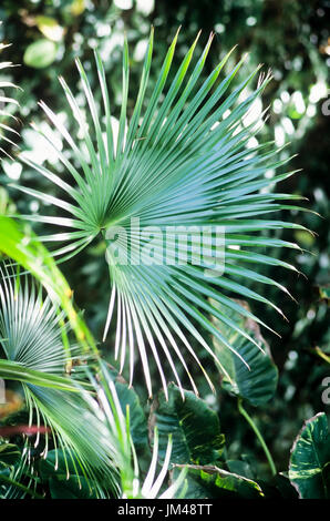Palmwedel Stockfoto