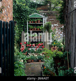 Topfpflanzen auf Regale Stockfoto
