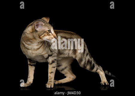 Orientalische Katze mit großen Ohren auf schwarzem Hintergrund isoliert Stockfoto