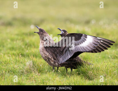 Ein paar von Great Skua Anruf & Display unisono (Catharacta Skua) abzuschrecken, ein weiterer Skua fliegen overhead, Unst, Shetland, UK Stockfoto