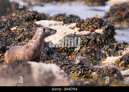 Weibliche eurasische Fischotter (Lutra Lutra) & ihr gut gewachsenen junges, Shetland, UK Stockfoto