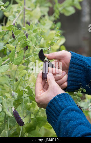 Pisum sativum. Gärtner mit einem Gärtner Taschenmesser Lila Podded pea Pods aus der Anlage in einen englischen Garten Gemüse zu schneiden. Großbritannien Stockfoto