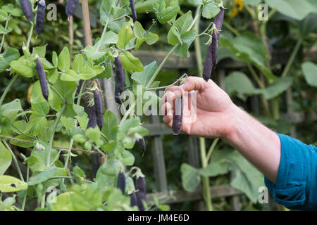 Pisum Sativum. Gärtner Hand Kommissionierung lila Podded Erbsenschoten in einen englischen Garten. UK Stockfoto