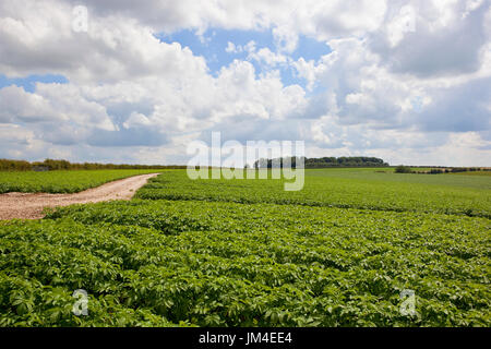 eine Kartoffelernte auf kalkhaltigen Böden mit Wald und Hecken unter einem blauen Sommerhimmel in die Yorkshire wolds Stockfoto