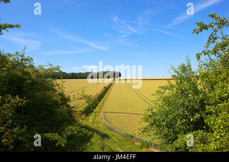 ein Blick auf Hügel Weizenfeldern mit Wald und Hecken in die Yorkshire Wolds unter einem blauen Sommerhimmel Stockfoto