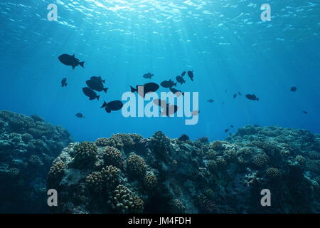 Korallenriff mit tropischen Fischen und Sonnenlicht durch Meeresoberfläche, natürliche Unterwasser-Szene in den Pazifischen Ozean, Insel Huahine, Französisch-Polynesien Stockfoto