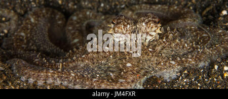 Muck Tauchen, Lembeh Straits, Indonesien Stockfoto