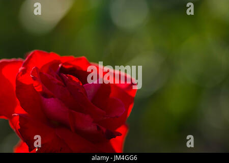 Eine rote rose im Garten Stockfoto