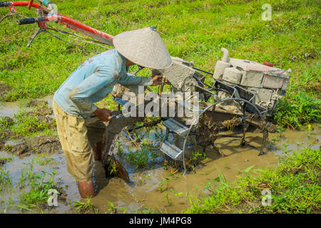 BALI, Indonesien - 5. April 2017: Landwirt Cleanning Bereich einige Reis Samen Pflanzen in einem überschwemmten Land in Terrassen, Ubud, Bali, Indonesien Stockfoto