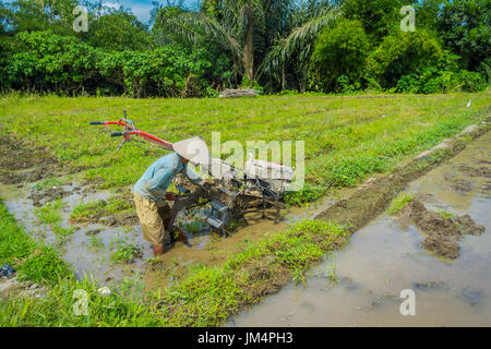 BALI, Indonesien - 5. April 2017: Landwirt Cleanning Bereich einige Reis Samen Pflanzen in einem überschwemmten Land in Terrassen, Ubud, Bali, Indonesien Stockfoto