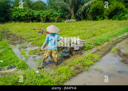 BALI, Indonesien - 5. April 2017: Landwirt Cleanning Bereich einige Reis Samen Pflanzen in einem überschwemmten Land in Terrassen, Ubud, Bali, Indonesien Stockfoto