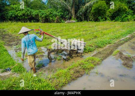 BALI, Indonesien - 5. April 2017: Landwirt Cleanning Bereich einige Reis Samen Pflanzen in einem überschwemmten Land in Terrassen, Ubud, Bali, Indonesien Stockfoto