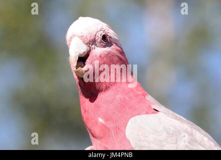 Australische Rose breasted Cockatoo oder Galah Cockatoo (Eolophus Roseicapilla). Stockfoto