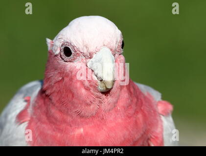 Männliche australische Rose breasted Cockatoo oder Galah Cockatoo (Eolophus Roseicapilla), extreme Nahaufnahme vor der Kamera. Stockfoto