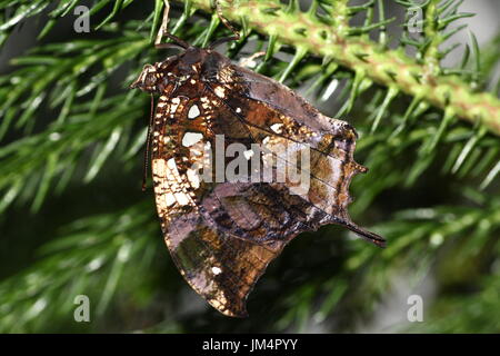 Zentrale / South American Silver besetzt Leafwing Schmetterling (Hypna Clytemnestra) aka Jazzy Leafwing oder marmorierten Leafwing. Stockfoto