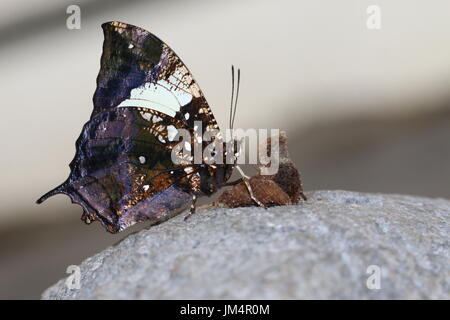 Zentrale / South American Silver besetzt Leafwing Schmetterling (Hypna Clytemnestra) aka Jazzy Leafwing oder marmorierten Leafwing. Stockfoto