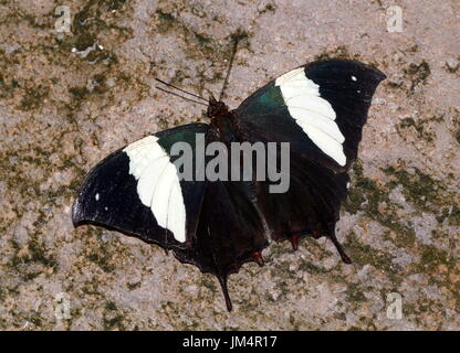 Zentrale / South American Silver Leafwing Schmetterling (Hypna Klytaimnestra), Dorsalansicht besetzt.  Auch bekannt als jazzige Leafwing oder marmorierten Leafwing. Stockfoto